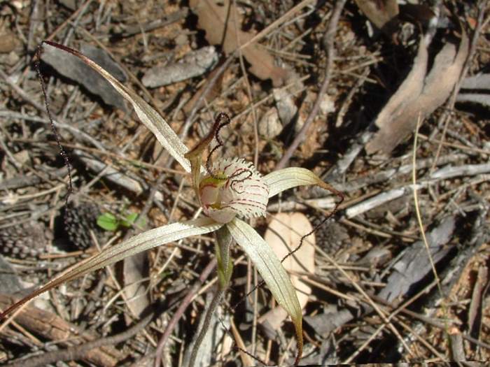 Caladenia - rchidaceae_white_spider_2.JPG